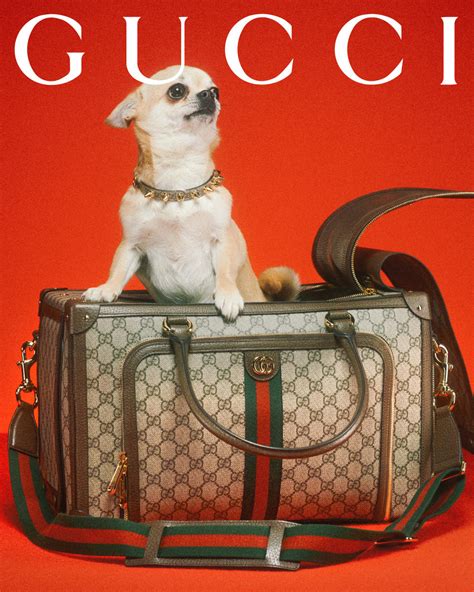 gucci shirt for dogs|gucci new pet collection.